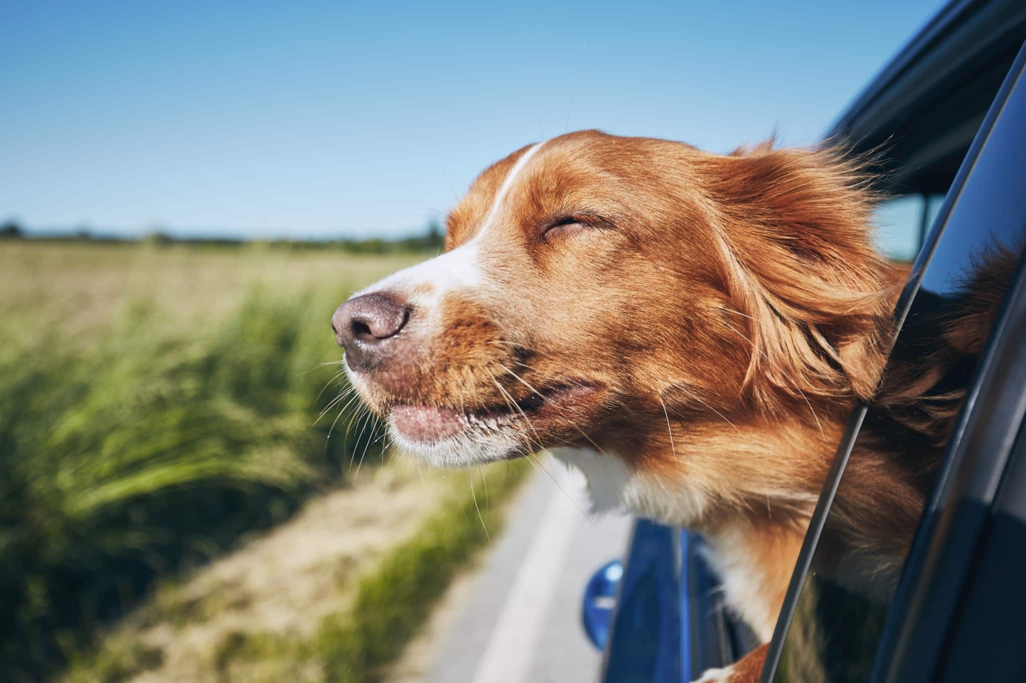 dog enjoying car ride